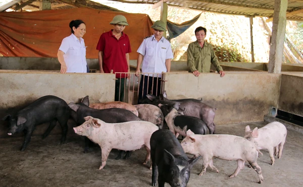 Cán bộ thú y huyện Bảo Thắng hướng dẫn người dân chăm sóc đàn lợn.