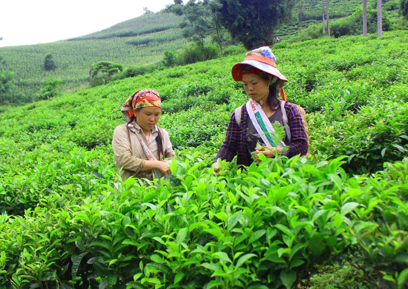Mường Hum: Hối hả thu hái chè Bát Tiên ảnh 4