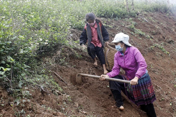 Nông dân lên nương trồng sắn.