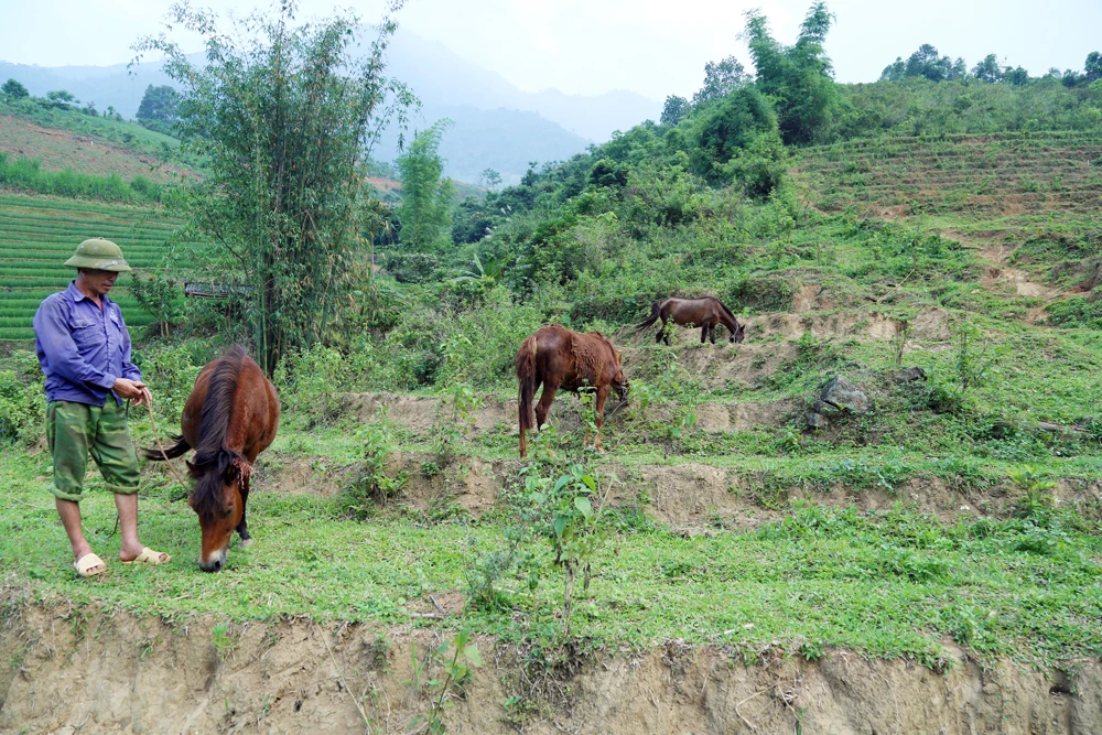 Nông dân Bát Xát nuôi ngựa với số lượng lớn.