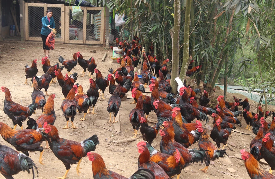 Không khí lao động, sản xuất diễn ra sôi động ảnh 9