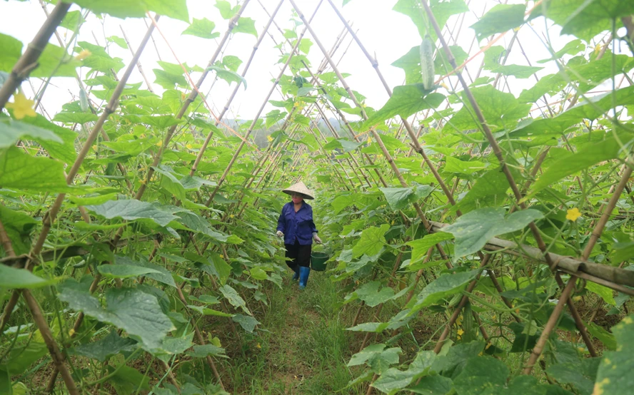 Không khí lao động, sản xuất diễn ra sôi động ảnh 7