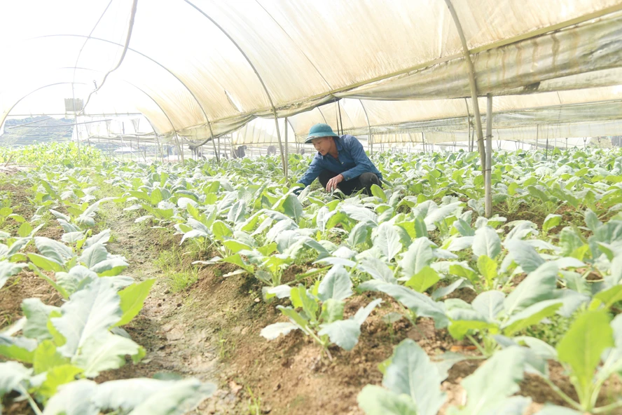 Không khí lao động, sản xuất diễn ra sôi động ảnh 8