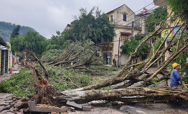 Hơn chục cây cổ thụ tại tuyến phố Phan Bội Châu, phường Lào Cai bị đổ.