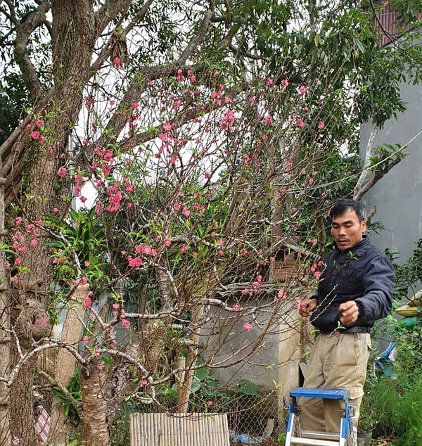 Giáp Tết Nguyên đán, các vườn đào ở Xuân Quang đua nhau khoe sắc. Đào trồng ở đất Xuân Quang được các nhà vườn chăm sóc rất tỷ mỷ nên hoa sai và màu sắc rực rỡ. Trong vườn có những cây đào cổ thụ cả vài chục năm tuổi. Bắt đầu từ ngày 20 tháng Chạp có nhiều du khách đến du xuân và mua đào về chơi tết. Nhiều du khách chọn đào chơi tết rất cẩn thận. Khi khách ưng ý, nhà vườn sẽ dùng thuổng bứng đào lên, buộc gốc và chuyển đến địa chỉ khách yêu cầu. Đào được chuyển đến nhà khách mua bằng ô tô. Hoặc chở lên chợ hoa trên thành phố Lào Cai để bày bán. Một lượng lớn đào Xuân Quang được bày bán tại chợ hoa xuân thành phố Lào Cai mang thêm sắc xuân cho thành phố.