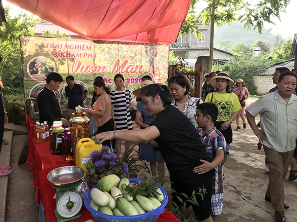 Vườn mận Bắc Hà thu hút du khách ảnh 3