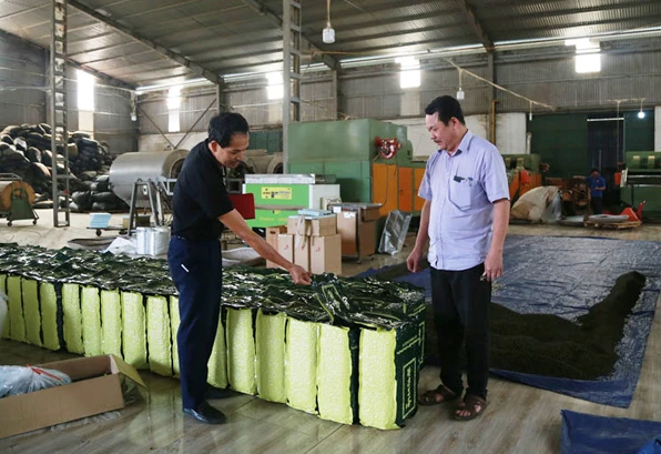 Công ty TNHH Chè Đại Hưng (Bảo Yên) tồn kho 10 tấn chè chưa xuất khẩu được.