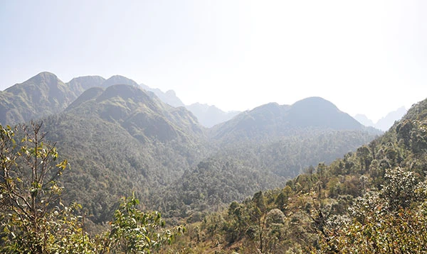 Nhiều cánh rừng ở Sa Pa đang ở mức độ cảnh báo cháy rất cao khi gió nóng Ô Quý Hồ thổi liên tục.