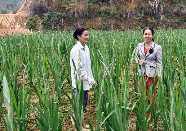 Trưởng thôn Phạm Thị Hoài (phải ảnh) vận động người dân tích cực sản xuất.