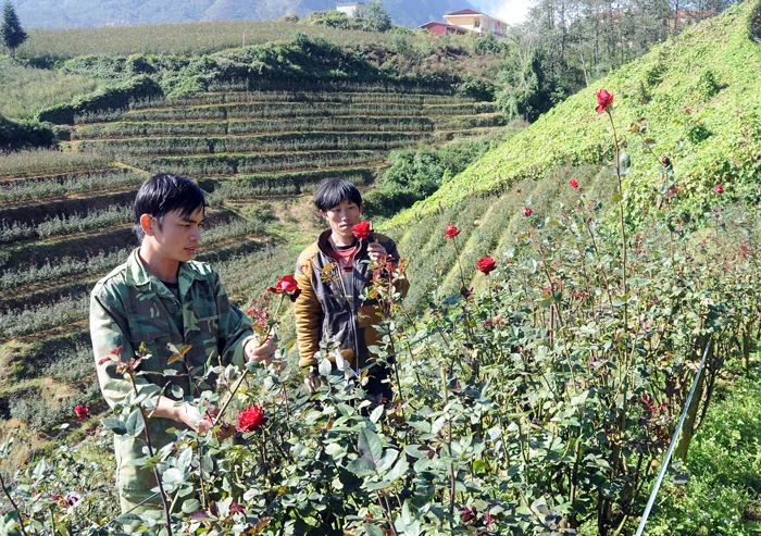Mô hình trồng hoa tại xã Sa Pả(Sa Pa) mang lại thu nhập cao.