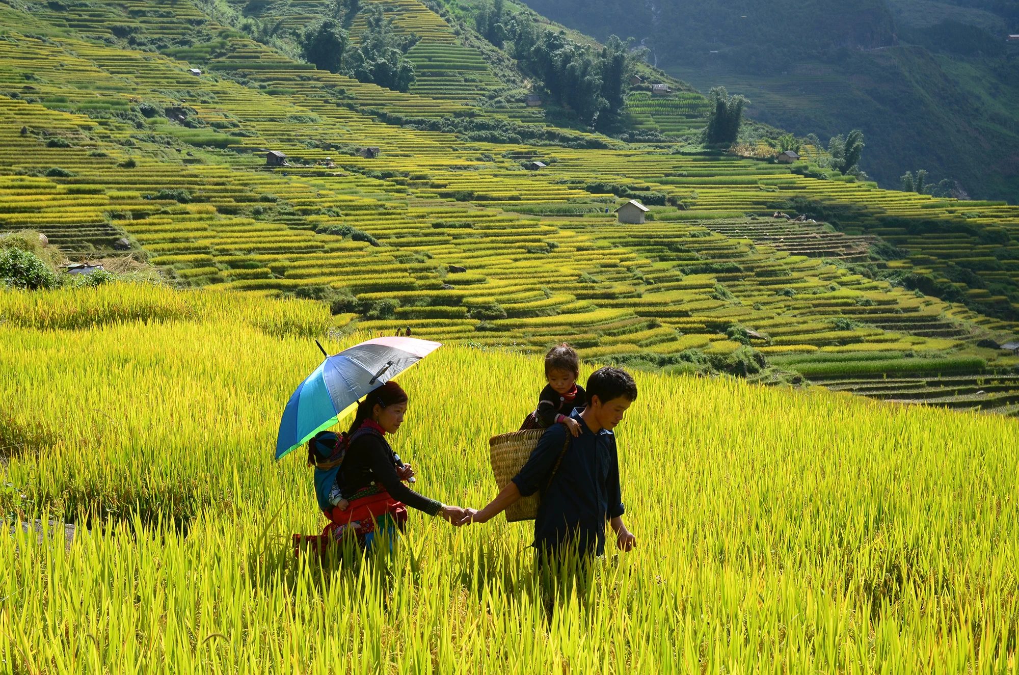 Từ nhiều đời nay, người Mông ở xã Tả Van, thị xã Sa Pa đã làm nên những tràn ruộng bậc thang kỳ vỹ. Ảnh: Ngọc Bằng Từ nhiều đời nay, người Mông ở xã Tả Van, thị xã Sa Pa đã làm nên những tràn ruộng bậc thang kỳ vỹ. Ảnh: Ngọc Bằng