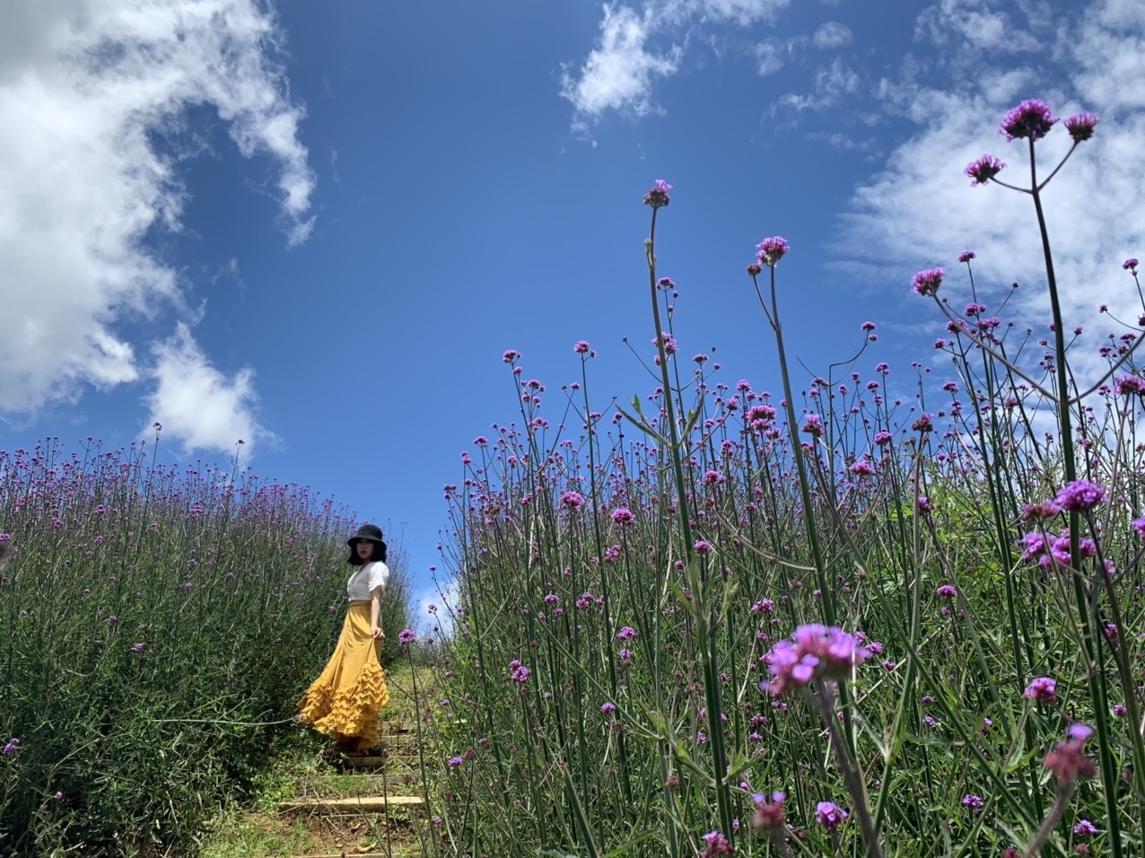 Ngay khi xuất hiện, vườn hoa tím ở Sa Pa đã được cư dân mạng coi là "thiên đường chụp ảnh".