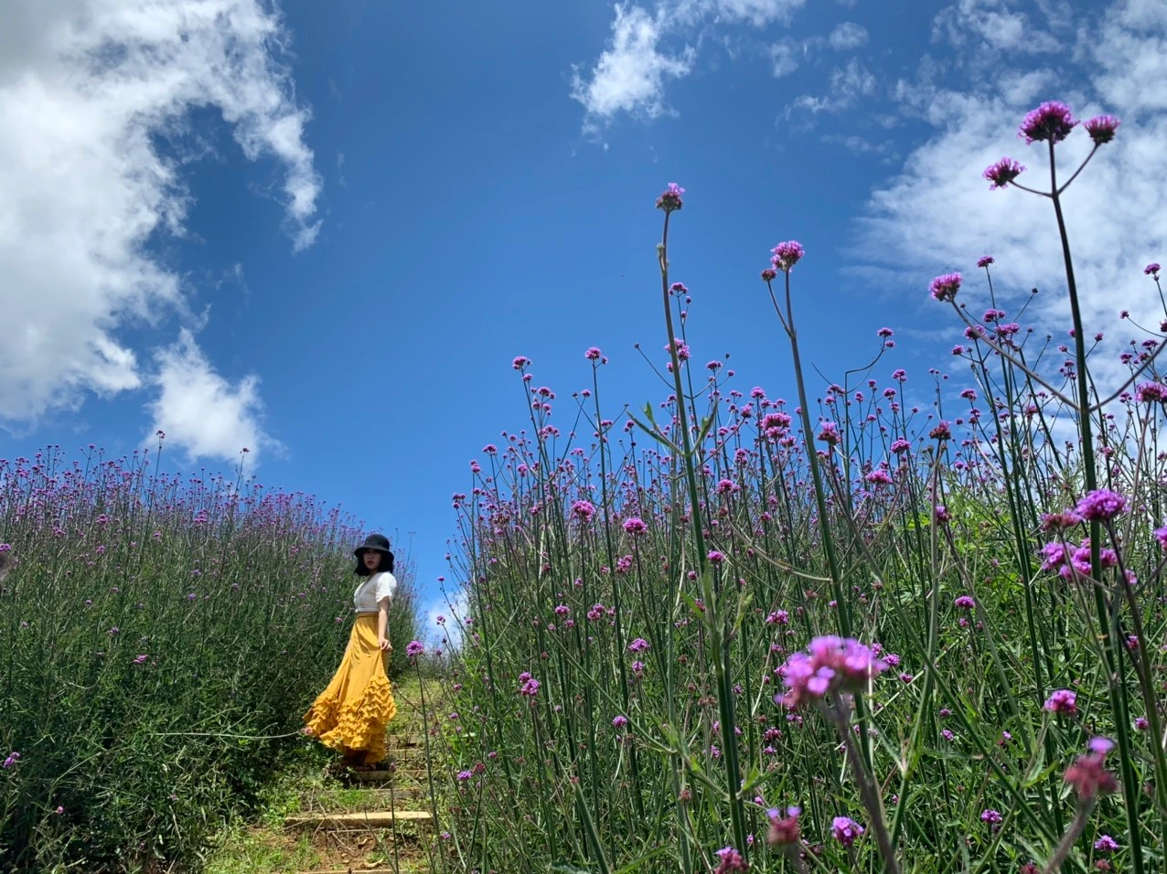 Ngay khi xuất hiện, vườn hoa tím ở Sa Pa đã được cư dân mạng coi là "thiên đường chụp ảnh".