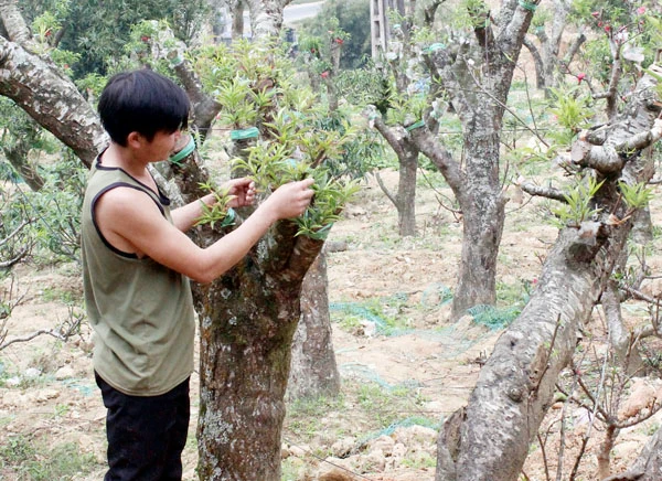 Những thân đào cổ thụ được tái sinh.