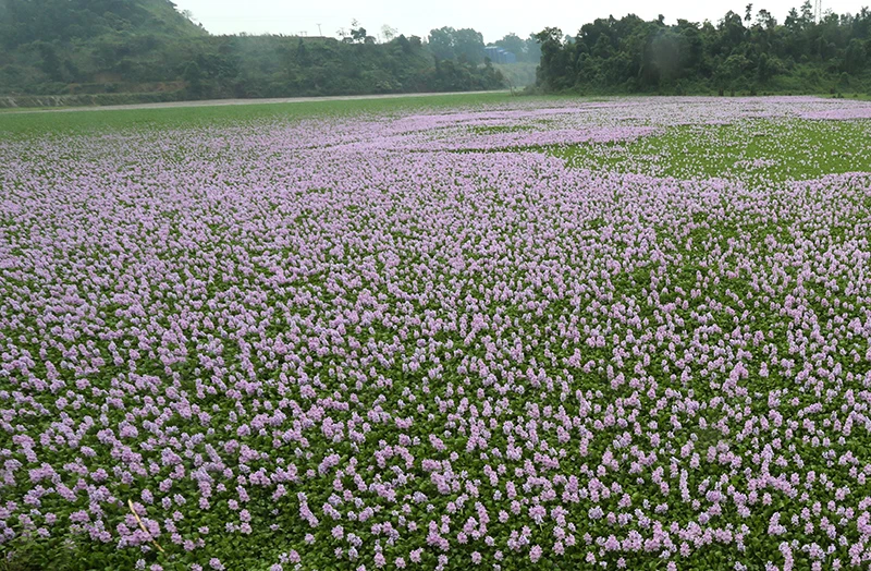 Vẻ đẹp hoa lục bình trong lòng hồ Đồng Tuyển ảnh 4