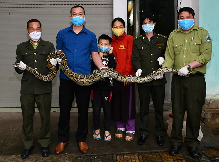 Cá thể trăn được bàn giao cho Trung tâm Cứu hộ, Bảo tồn và Phát triển sinh vật Hoàng Liên.