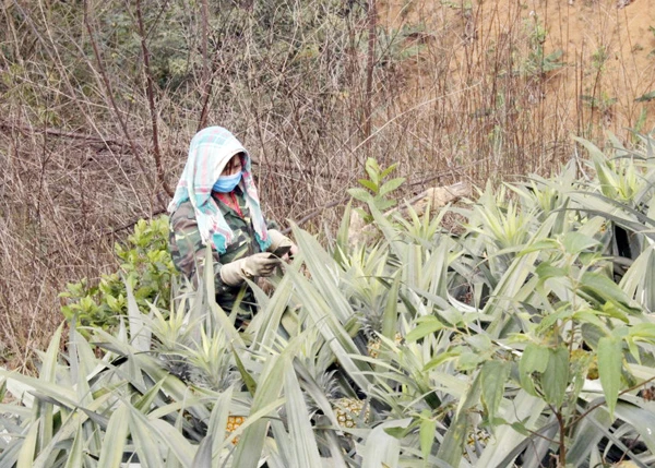 Chị Giàng Thị Gió thu hoạch dứa.