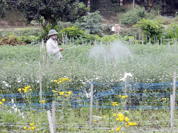 Nông dân các địa phương tích cực sản xuất ảnh 5