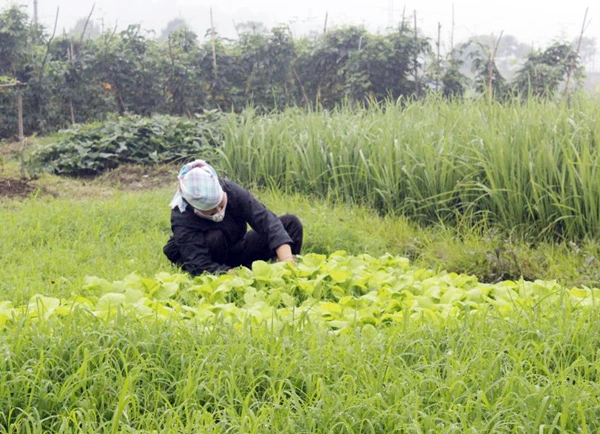 Nông dân Bát Xát đeo khẩu trang làm cỏ rau.