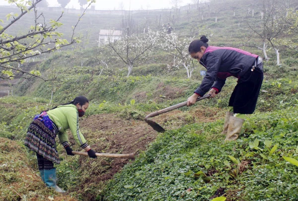 Nông dân các địa phương tích cực sản xuất ảnh 6