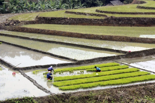 Nông dân Mường Khương đeo khẩu trang khi làm ruộng.