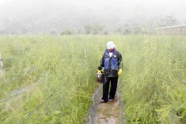 Chị Vàng Thị Thuận, xã Quang Kim (Bát Xát) chăm sóc măng tây.
