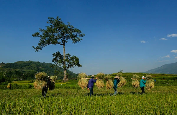 Ngắm ruộng bậc thang Hợp Thành mùa lúa chín ảnh 5