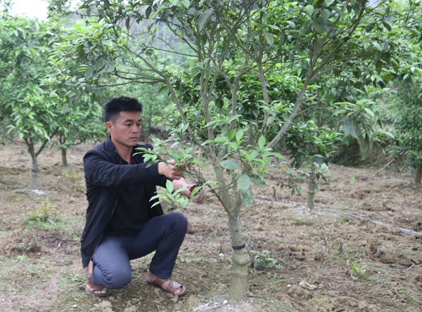 A Lù Chẩn Lèng chăm sóc vườn cây ăn quả của gia đình. A Lù Chẩn Lèng chăm sóc vườn cây ăn quả của gia đình.