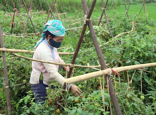 Thúc đẩy phát triển sản xuất nông nghiệp trong điều kiện dịch bệnh Covid-19 ảnh 1