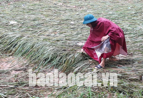 Nhiều diện tích lúa ở Bát Xát bị dập nát, không thể cho thu hoạch.