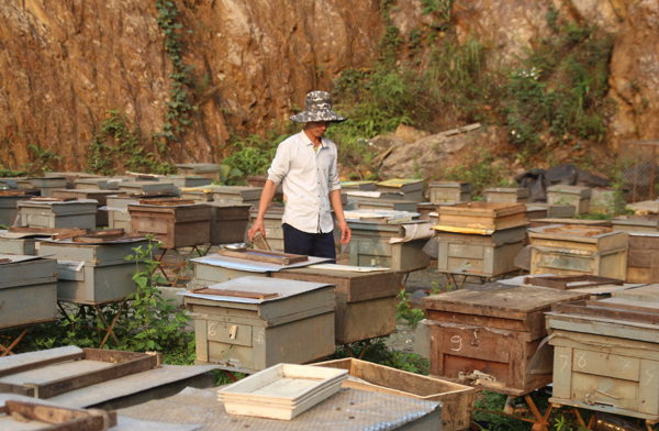Anh Phạm Thanh Tình kiểm tra đàn ong của gia đình. Anh Phạm Thanh Tình kiểm tra đàn ong của gia đình.