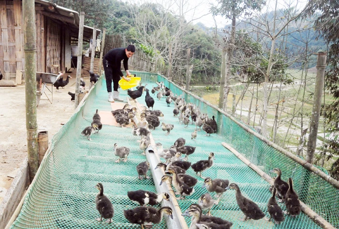 Nhiều hộ dân ở Nấm Lư thoát nghèo nhờ nuôi gia cầm.