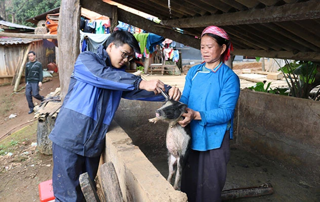 Tiêm phòng vắc xin lở mồm long móng cho lợn.