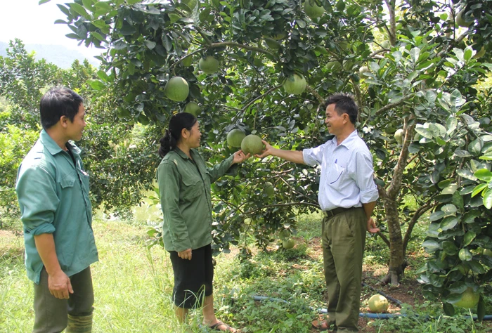 Bảo Thắng có nhiều lợi thế để phát triển vùng trồng cây ăn quả.