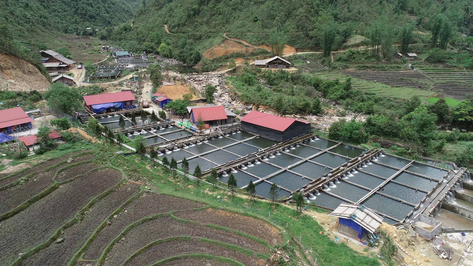 Trang trại cá nước lạnh giữa đại ngàn Hoàng Liên.