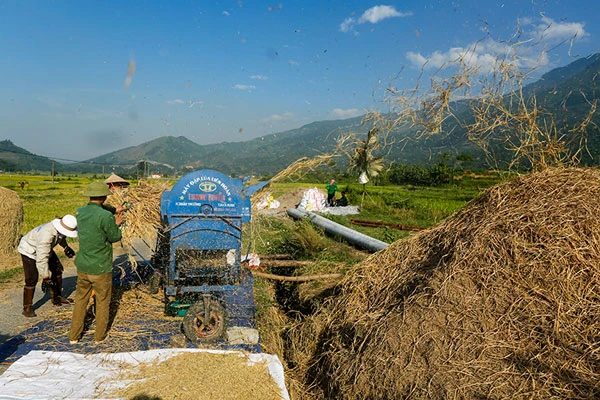 Ngắm ruộng bậc thang Hợp Thành mùa lúa chín ảnh 6