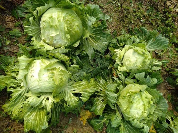 Một số diện tích rau bị thiệt hại do mưa đá.