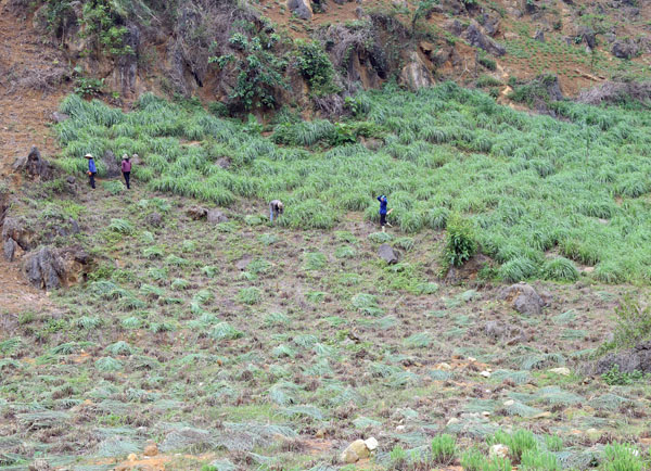 Cây sả được một số hộ dân của xã Mường Vi trồng thử nghiệm với diện tích trên 2 ha. Những khu vực đất cằn cỗi, nguồn nước hạn chế được người dân Mường Vi tận dụng trồng sả. Giống sả mà người dân xã Mường Vi trồng là sả chanh, được mua từ tỉnh Hòa Bình, với giá khoảng 12 nghìn đồng/kg giống. Sau gần 2 năm trồng sả, hiện người dân xã Mường Vi đã tự cung cấp được giống sả chanh để mở rộng diện tích. Cây sả được cho là phù hợp với đồng đất Mường Vi, sinh trưởng và phát triển tốt. Ông Vàng Văn Sưởng, người trồng sả đầu tiên ở đất Mường Vi cho biết: Cây sả trồng ở Mường Vi cho năng suất, chất lượng cao. Hiện, 1 tấn lá sả tươi chiết suất được khoảng 3 lít tinh dầu sả. Khoảng 2,5 tháng là nông dân thu hoạch một vụ lá sả, như vậy 1 năm có thể thu từ 4 – 5 vụ lá. Theo ước tính, mỗi vụ có thể thu hoạch 7 – 8 tấn lá sả/ha, tương đương khoảng 20 – 25 lít tinh dầu sả/ha/vụ. Hiện, giá bán tinh dầu sả tại Mường Vi khoảng 1 triệu đồng/lít. Được biết, trồng sả mất ít công chăm sóc, hạn chế được sâu bệnh, tiết kiệm chi phí, trong khi đó lại cho thu hoạch trong thời gian dài. Sau khi thu hoạch, người dân chỉ cần bón thêm ít phân, đạm là cây sả sớm xanh tốt trở lại. Theo những người trồng sả ở Mường Vi thì cây sả cho thu hoạch cao hơn những cây trồng truyền thống như ngô, lúa, sắn…