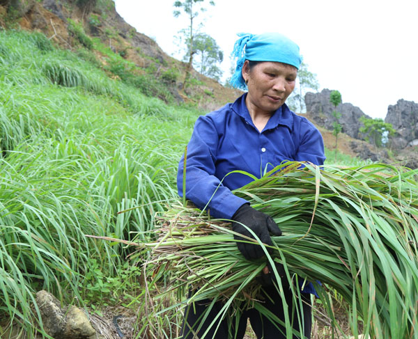 Cây sả được một số hộ dân của xã Mường Vi trồng thử nghiệm với diện tích trên 2 ha. Những khu vực đất cằn cỗi, nguồn nước hạn chế được người dân Mường Vi tận dụng trồng sả. Giống sả mà người dân xã Mường Vi trồng là sả chanh, được mua từ tỉnh Hòa Bình, với giá khoảng 12 nghìn đồng/kg giống. Sau gần 2 năm trồng sả, hiện người dân xã Mường Vi đã tự cung cấp được giống sả chanh để mở rộng diện tích. Cây sả được cho là phù hợp với đồng đất Mường Vi, sinh trưởng và phát triển tốt. Ông Vàng Văn Sưởng, người trồng sả đầu tiên ở đất Mường Vi cho biết: Cây sả trồng ở Mường Vi cho năng suất, chất lượng cao. Hiện, 1 tấn lá sả tươi chiết suất được khoảng 3 lít tinh dầu sả. Khoảng 2,5 tháng là nông dân thu hoạch một vụ lá sả, như vậy 1 năm có thể thu từ 4 – 5 vụ lá. Theo ước tính, mỗi vụ có thể thu hoạch 7 – 8 tấn lá sả/ha, tương đương khoảng 20 – 25 lít tinh dầu sả/ha/vụ. Hiện, giá bán tinh dầu sả tại Mường Vi khoảng 1 triệu đồng/lít. Được biết, trồng sả mất ít công chăm sóc, hạn chế được sâu bệnh, tiết kiệm chi phí, trong khi đó lại cho thu hoạch trong thời gian dài. Sau khi thu hoạch, người dân chỉ cần bón thêm ít phân, đạm là cây sả sớm xanh tốt trở lại. Theo những người trồng sả ở Mường Vi thì cây sả cho thu hoạch cao hơn những cây trồng truyền thống như ngô, lúa, sắn…