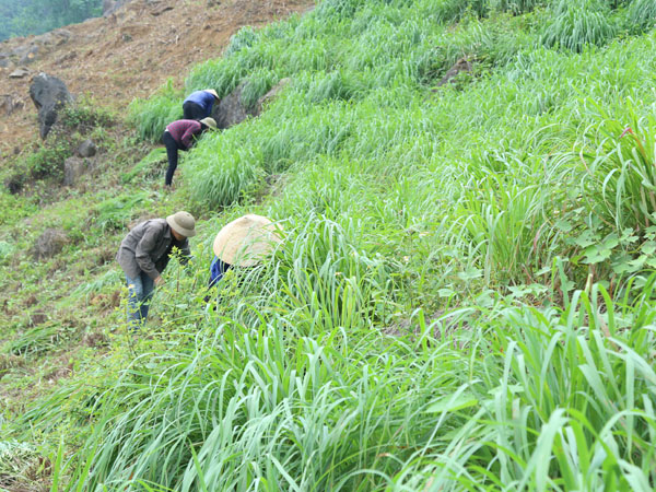 Cây sả được một số hộ dân của xã Mường Vi trồng thử nghiệm với diện tích trên 2 ha. Những khu vực đất cằn cỗi, nguồn nước hạn chế được người dân Mường Vi tận dụng trồng sả. Giống sả mà người dân xã Mường Vi trồng là sả chanh, được mua từ tỉnh Hòa Bình, với giá khoảng 12 nghìn đồng/kg giống. Sau gần 2 năm trồng sả, hiện người dân xã Mường Vi đã tự cung cấp được giống sả chanh để mở rộng diện tích. Cây sả được cho là phù hợp với đồng đất Mường Vi, sinh trưởng và phát triển tốt. Ông Vàng Văn Sưởng, người trồng sả đầu tiên ở đất Mường Vi cho biết: Cây sả trồng ở Mường Vi cho năng suất, chất lượng cao. Hiện, 1 tấn lá sả tươi chiết suất được khoảng 3 lít tinh dầu sả. Khoảng 2,5 tháng là nông dân thu hoạch một vụ lá sả, như vậy 1 năm có thể thu từ 4 – 5 vụ lá. Theo ước tính, mỗi vụ có thể thu hoạch 7 – 8 tấn lá sả/ha, tương đương khoảng 20 – 25 lít tinh dầu sả/ha/vụ. Hiện, giá bán tinh dầu sả tại Mường Vi khoảng 1 triệu đồng/lít. Được biết, trồng sả mất ít công chăm sóc, hạn chế được sâu bệnh, tiết kiệm chi phí, trong khi đó lại cho thu hoạch trong thời gian dài. Sau khi thu hoạch, người dân chỉ cần bón thêm ít phân, đạm là cây sả sớm xanh tốt trở lại. Theo những người trồng sả ở Mường Vi thì cây sả cho thu hoạch cao hơn những cây trồng truyền thống như ngô, lúa, sắn…