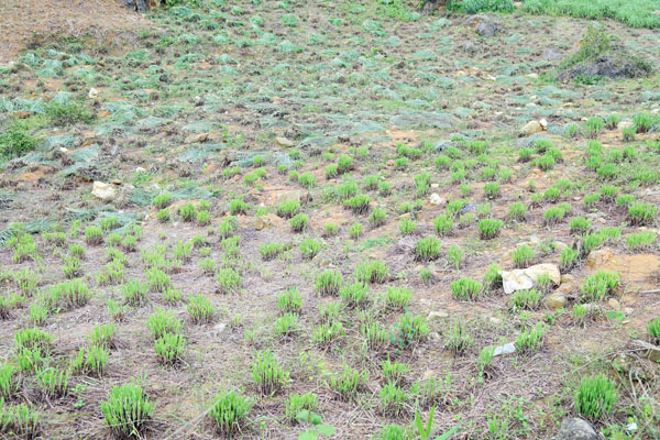 Cây sả được một số hộ dân của xã Mường Vi trồng thử nghiệm với diện tích trên 2 ha. Những khu vực đất cằn cỗi, nguồn nước hạn chế được người dân Mường Vi tận dụng trồng sả. Giống sả mà người dân xã Mường Vi trồng là sả chanh, được mua từ tỉnh Hòa Bình, với giá khoảng 12 nghìn đồng/kg giống. Sau gần 2 năm trồng sả, hiện người dân xã Mường Vi đã tự cung cấp được giống sả chanh để mở rộng diện tích. Cây sả được cho là phù hợp với đồng đất Mường Vi, sinh trưởng và phát triển tốt. Ông Vàng Văn Sưởng, người trồng sả đầu tiên ở đất Mường Vi cho biết: Cây sả trồng ở Mường Vi cho năng suất, chất lượng cao. Hiện, 1 tấn lá sả tươi chiết suất được khoảng 3 lít tinh dầu sả. Khoảng 2,5 tháng là nông dân thu hoạch một vụ lá sả, như vậy 1 năm có thể thu từ 4 – 5 vụ lá. Theo ước tính, mỗi vụ có thể thu hoạch 7 – 8 tấn lá sả/ha, tương đương khoảng 20 – 25 lít tinh dầu sả/ha/vụ. Hiện, giá bán tinh dầu sả tại Mường Vi khoảng 1 triệu đồng/lít. Được biết, trồng sả mất ít công chăm sóc, hạn chế được sâu bệnh, tiết kiệm chi phí, trong khi đó lại cho thu hoạch trong thời gian dài. Sau khi thu hoạch, người dân chỉ cần bón thêm ít phân, đạm là cây sả sớm xanh tốt trở lại. Theo những người trồng sả ở Mường Vi thì cây sả cho thu hoạch cao hơn những cây trồng truyền thống như ngô, lúa, sắn…