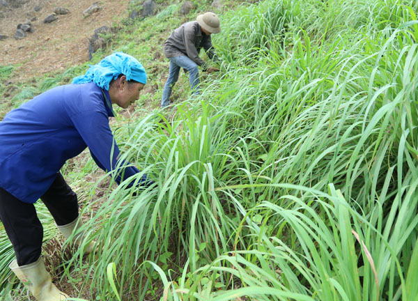 Cây sả được một số hộ dân của xã Mường Vi trồng thử nghiệm với diện tích trên 2 ha. Những khu vực đất cằn cỗi, nguồn nước hạn chế được người dân Mường Vi tận dụng trồng sả. Giống sả mà người dân xã Mường Vi trồng là sả chanh, được mua từ tỉnh Hòa Bình, với giá khoảng 12 nghìn đồng/kg giống. Sau gần 2 năm trồng sả, hiện người dân xã Mường Vi đã tự cung cấp được giống sả chanh để mở rộng diện tích. Cây sả được cho là phù hợp với đồng đất Mường Vi, sinh trưởng và phát triển tốt. Ông Vàng Văn Sưởng, người trồng sả đầu tiên ở đất Mường Vi cho biết: Cây sả trồng ở Mường Vi cho năng suất, chất lượng cao. Hiện, 1 tấn lá sả tươi chiết suất được khoảng 3 lít tinh dầu sả. Khoảng 2,5 tháng là nông dân thu hoạch một vụ lá sả, như vậy 1 năm có thể thu từ 4 – 5 vụ lá. Theo ước tính, mỗi vụ có thể thu hoạch 7 – 8 tấn lá sả/ha, tương đương khoảng 20 – 25 lít tinh dầu sả/ha/vụ. Hiện, giá bán tinh dầu sả tại Mường Vi khoảng 1 triệu đồng/lít. Được biết, trồng sả mất ít công chăm sóc, hạn chế được sâu bệnh, tiết kiệm chi phí, trong khi đó lại cho thu hoạch trong thời gian dài. Sau khi thu hoạch, người dân chỉ cần bón thêm ít phân, đạm là cây sả sớm xanh tốt trở lại. Theo những người trồng sả ở Mường Vi thì cây sả cho thu hoạch cao hơn những cây trồng truyền thống như ngô, lúa, sắn…