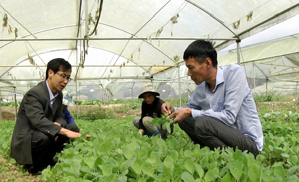 Anh Trung (bên phải ảnh) giới thiệu sản phẩm rau chuyên canh của hợp tác xã.