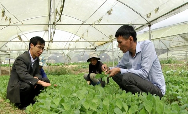 Anh Trung (bên phải ảnh) giới thiệu sản phẩm rau chuyên canh của hợp tác xã.