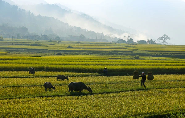 Ngắm ruộng bậc thang Hợp Thành mùa lúa chín ảnh 7