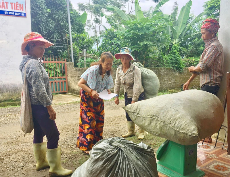 Mường Hum: Hối hả thu hái chè Bát Tiên ảnh 5