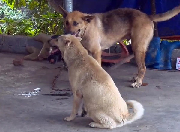 Tích cực tuyên truyền vận động người dân tiêm phòng bệnh dại và không thả rông chó, mèo.