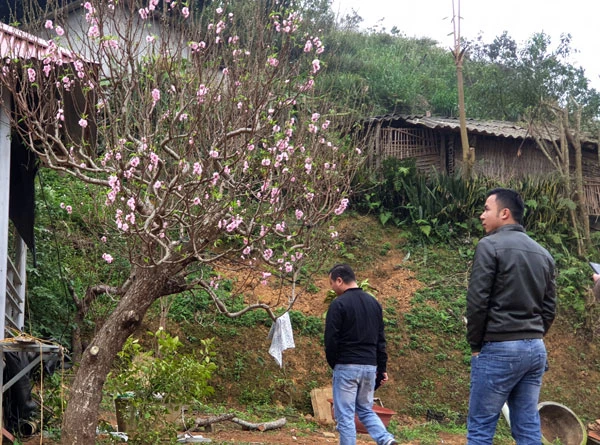 Giáp Tết Nguyên đán, các vườn đào ở Xuân Quang đua nhau khoe sắc. Đào trồng ở đất Xuân Quang được các nhà vườn chăm sóc rất tỷ mỷ nên hoa sai và màu sắc rực rỡ. Trong vườn có những cây đào cổ thụ cả vài chục năm tuổi. Bắt đầu từ ngày 20 tháng Chạp có nhiều du khách đến du xuân và mua đào về chơi tết. Nhiều du khách chọn đào chơi tết rất cẩn thận. Khi khách ưng ý, nhà vườn sẽ dùng thuổng bứng đào lên, buộc gốc và chuyển đến địa chỉ khách yêu cầu. Đào được chuyển đến nhà khách mua bằng ô tô. Hoặc chở lên chợ hoa trên thành phố Lào Cai để bày bán. Một lượng lớn đào Xuân Quang được bày bán tại chợ hoa xuân thành phố Lào Cai mang thêm sắc xuân cho thành phố.
