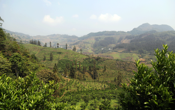 Trong những năm qua, diện tích cây ăn quả có múi trong tỉnh tăng nhanh.