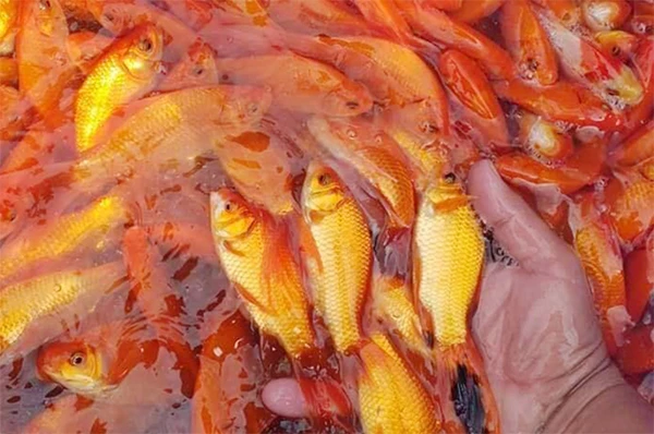 Những con cá được chăm sóc tốt, khỏe mạnh có màu sáng bóng, rực rỡ. Những con cá được chăm sóc tốt, khỏe mạnh có màu sáng bóng, rực rỡ.